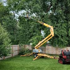 How Our Tree Care Process Works  in  Forest Ranch, CA